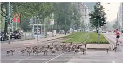  ?? FOTO: PRIVAT ?? Kanadagäns­e überqueren die Gleise der Straßenbah­n in der Nähe des GrafAdolf-Platzes. Sie sind dabei in Lebensgefa­hr.