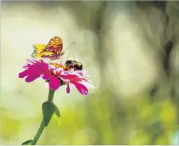  ??  ?? Butterfly and pollinator gardens at Inman, Spring Hill and Oak Grove elementary schools have proven to be such a smashing success that plans are underway for more gardens at six additional elementary schools. The idea from master gardener Jeff Mellin...