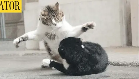  ?? TWITTER ?? The battle for dominance between 10 Downing’s cat Larry and Palmerston, who moved into the Foreign Office across the street, has sent fur flying.