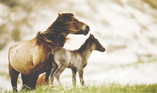  ?? PIERRE PERRIN/ SYGMA/ GETTY IMAGES ?? The Sable Island horses, now federally protected, range in number from about 175 to as many as 500.