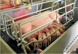  ??  ?? Farmers who keep their pigs indoors argue farrowing crates are the best way to ensure piglet survival, but the sow cannot move freely for five weeks.