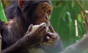  ?? The Associated Press ?? This image released by National Geographic shows a chimpanzee eating a mango in a tree in National Geographic’s “Jane Goodall: The Hope,” which premiered April 22 on National Geographic and Nat Geo Wild and streaming on Disney Plus and Hulu.