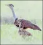  ?? HT ?? Great Indian Bustard