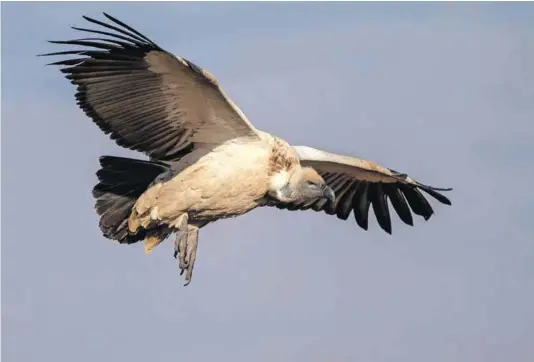  ?? Photo: Henning de Beer/gallo Images ?? Getting the chop: Cape Vultures, of which only about 4 500 breeding pairs remain, are getting killed by the blades of turbines at wind energy facilities.