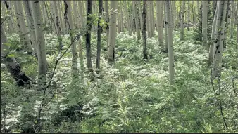  ?? Jeff Mitton / For the Camera ?? Hairy bracken fern grows beneath quaking aspen.