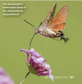  ??  ?? The hummingbir­d hawk-moth feeds on the wing using its long proboscis