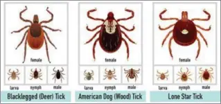  ??  ?? Types of ticks