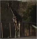  ?? CHRISTIAN CHAVEZ — THE ASSOCIATED PRESS ?? Benito the giraffe walks out from his enclosure at the city-run Central Park zoo prior to his transfer to a new habitat, in Ciudad Juarez, Mexico, on Sunday.