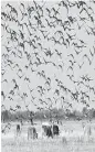  ?? Houston Chronicle ?? The Migratory Bird Treaty protects birds such as wild geese.