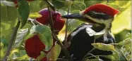  ?? COURTESY OF DEAN FOSDICK ?? A pileated woodpecker eating its fill of apples before they can be harvested.