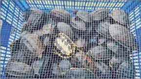  ?? FB ?? Big-headed turtles are released in the Prek Ta Chan community protected area in Pursat province on January 8.