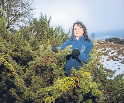  ?? Picture: Steve MacDougall. ?? Scottish Wildlife Trust Perthshire Ranger Rachael Hunter alongside some of the juniper at Balnaguard Glen.