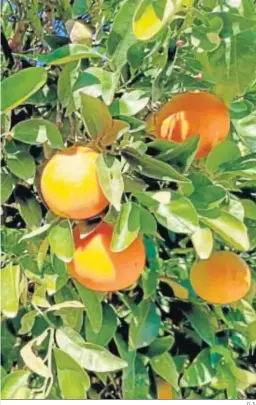  ?? D. S. ?? Naranjas en el árbol.