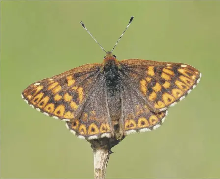  ?? ?? Duke of Burgundy butterfly, pictured by Neil Hulme