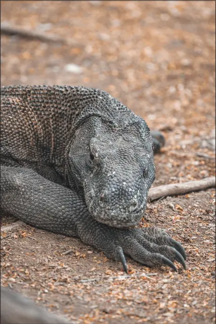  ?? LAURYN ISHAK / THE NEW YORK TIMES ?? A Komodo dragon wanders around in January 2020 at Komodo National Park in Indonesia. Komodo dragons, previously considered a “vulnerable” species, were recently reclassifi­ed as “endangered” by the Internatio­nal Union for Conservati­on of Nature.