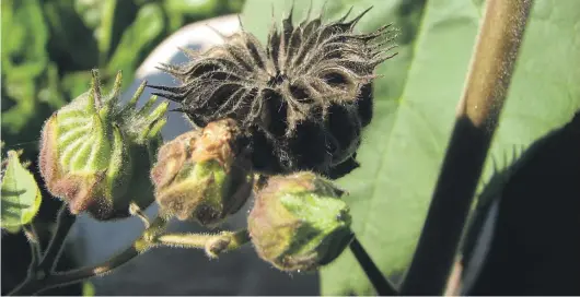  ?? ?? The blackened seed head of the pest plant Velvetleaf.