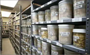  ?? MARK CORNELISON — UNIVERSITY OF KENTUCKY VIA AP ?? This shows brain samples in storage at the Sanders-Brown Center on Aging in Lexington, Ky. Once a month, researcher­s at the University of Kentucky gather to compare donated brains from people who died with dementia. Very rarely do they find one that bears only Alzheimer’s trademark plaques and tangles, no other damage.