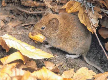  ?? FOTO: DPA ?? Rötelmäuse übertragen das Hantavirus. 2017 ist ein Rekordjahr mit Infektione­n im Südwesten.