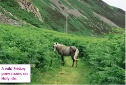  ??  ?? A wild Eriskay pony roams on Holy Isle.