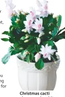  ??  ?? Christmas cacti also come in white