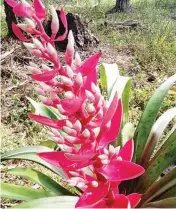  ??  ?? Aechmea Woronowii Bromeliad