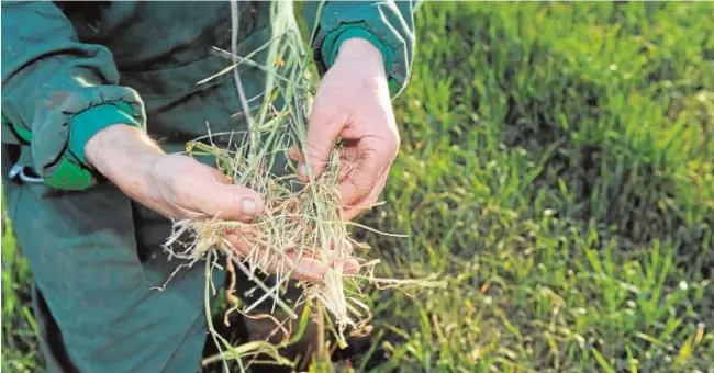  ?? FRAN JIMÉNEZ ?? Un agricultor de Fuente el Sol (Valladolid) muestra un campo de cereal «quemado» por la falta de agua