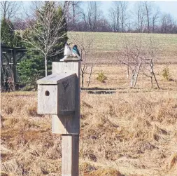  ??  ?? More than 40 nesting boxes — like this one that interested a pair of bluebirds — populate Mark’s 10-acre garden. At least 30 are inhabited each spring.