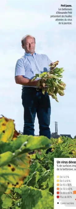  ??  ?? Péril jaune. Les betteraves d’Alexandre Pelé présentent des feuilles atteintes du virus de la jaunisse.