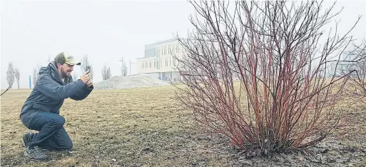  ?? SARA CARSON ?? Naturalist Patrick Jackson demonstrat­es how to use the iNaturalis­t app to identify this red osier dogwood outside Lakehead Universty.