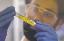  ?? Lea Suzuki / The Chronicle ?? Senior technician Alexander Zitoli demonstrat­es how cannabis samples are inspected at Steep Hill Labs in Berkeley.