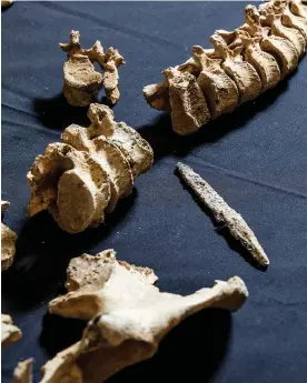  ?? Photograph: HS2/PA ?? The skeleton was found with an iron spearpoint imbedded into the thoracic vertebra.