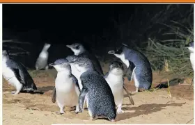  ??  ?? Little blue penguins, Dunedin, Otago. Photo / Tourism New Zealand