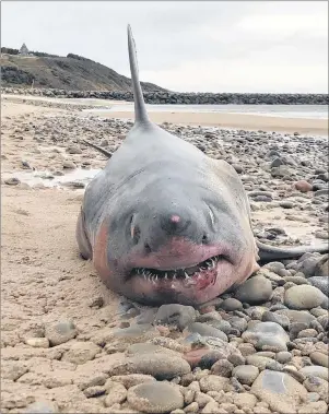  ?? CP PHOTO ?? A three-metre porbeagle shark is shown on Inverness beach in this October handout image. Researcher­s hope to launch an expedition to find shark mating sites off Nova Scotia.