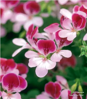  ??  ?? Pelargoniu­m ‘Angeleyes Viola’.
