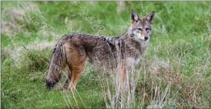  ??  ?? Bold coyotes and empty streets could spell trouble for outdoor cats with lax owners. Photo by Dylan Ferreira/Unsplash