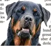  ?? Foto: Thissen, dpa ?? Rottweiler unterlie gen der Kampfhun deverordnu­ng.