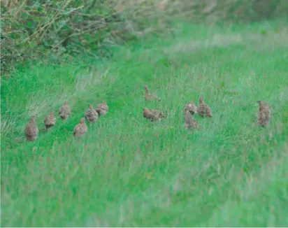  ??  ?? There are now 50 Farmer Clusters countrywid­e, many working to boost grey partridge numbers