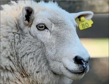  ??  ?? The sheepmeat levy will increase by 10 cents to 70 cents a head from October 1.