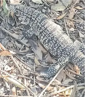  ?? ?? Caso. La foto que difundió una familia de San José, en Tempreley.