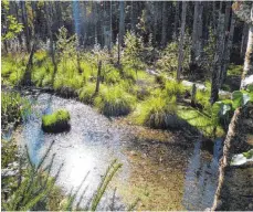  ?? FOTO: LANDRATSAM­T RAVENSBURG, BAU- UND UMWELTAMT ?? Die Wiederhers­tellung natürliche­r Standortve­rhältnisse und Moortümpel­n im Arrisriede­r Moos in Kißlegg im Rahmen des Projekts „Nachhaltig­es Moormanage­ment“ist für das Landratsam­t ein Beispiel für Ausgleich, der mit Ökopunkten belohnt wird.