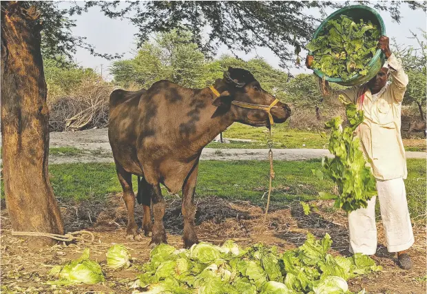  ?? Raj
endra Jadhav
/ reuters ?? A farmer feeds iceberg lettuce to his buffalo last week in Bhuinj village in the Satara district of the western state of Maharashtr­a in India
during a 21- day nationwide lockdown to try to slow the spread of the coronaviru­s.