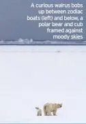  ??  ?? A curious walrus bobs up between zodiac boats (left) and below, a polar bear and cub framed against moody skies