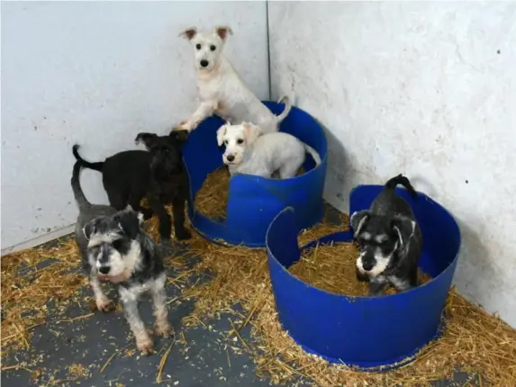  ??  ?? Puppies at Aberdeensh­ire farm were in ‘disgracefu­l’ conditions (SWNS)