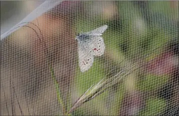  ?? ERIC RISBERG — THE ASSOCIATED PRESS ?? A silvery blue butterfly, the closest relative to the extinct Xerces blue butterfly, is under netting after its release in the Presidio’s restored dune habitat in San Francisco on Thursday.