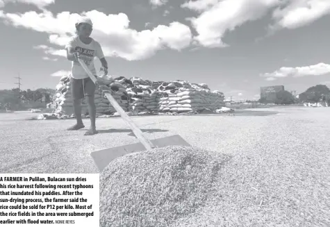  ?? NONIE REYES ?? A FARMER in Pulilan, Bulacan sun dries his rice harvest following recent typhoons that inundated his paddies. After the sun- drying process, the farmer said the rice could be sold for P12 per kilo. Most of the rice fields in the area were submerged earlier with flood water.