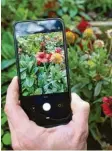  ?? Foto: Florian Schuh, dpa ?? Erkennungs‰Apps im Stile von Flora In‰ cognita nutzen die Smartphone‰Kamera, um Pflanzen mit einer Datenbank abzu‰ gleichen.