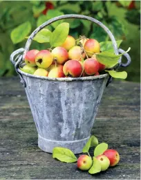  ?? ?? SEASONAL
TREAT: The red fruits of Evereste on a frosty day, main picture. Above: A pail filled with the distinctiv­e fruits of a variety called John Downie