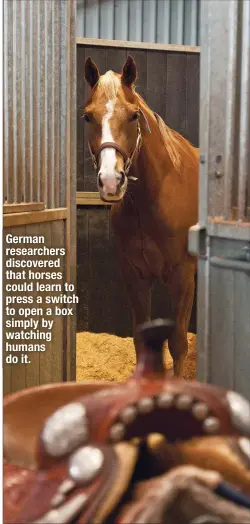  ??  ?? German researcher­s discovered that horses could learn to press a switch to open a box simply by watching humans do it.