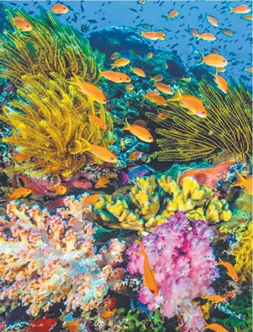  ?? Picture: BBC ?? BREATHTAKI­NG: Parts of Sir David Attenborou­gh’s new documentar­y Port Douglas by innovative media company BioQuest Studios. Blue Planet II were produced at