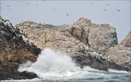  ?? Josh Edelson For The Times ?? CONSERVATI­ONISTS fear a plan to drop rat poison pellets on the Farallon Islands to combat a mice infestatio­n would kill non-target species, but federal officials say it’s a reliable tactic. The California Coastal Commission will hold a public hearing Wednesday.